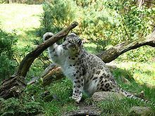  Snow Leopards