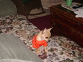 chihuahuas - Lucy Girl wallpaper