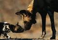 springer spaniels - dogs photo