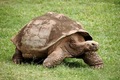 Galapagos Giant tortoise - animals photo