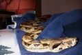 My snake Tiny :) - random photo