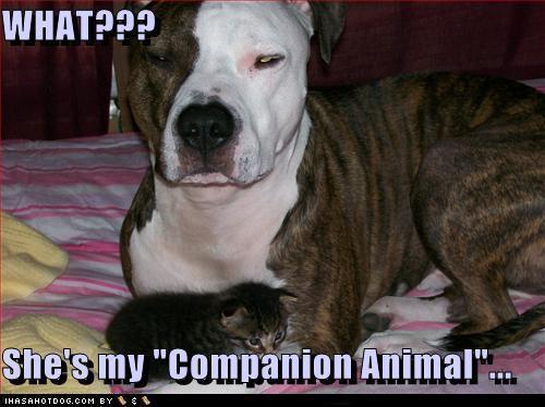  WHAT??? She’s my “Companion Animal”…