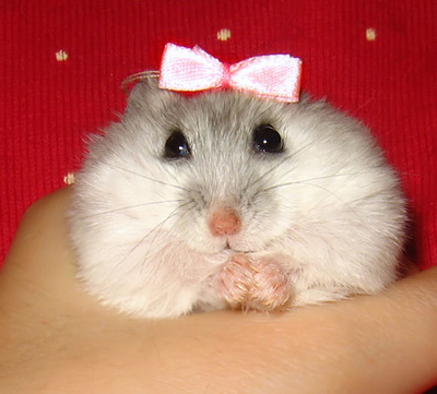  Cute dwarf hamster!