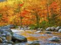 autumn in the woods - beautiful-pictures photo