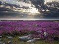field of lavender flowers - beautiful-pictures photo