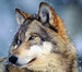 Grey Wolf - national-geographic icon