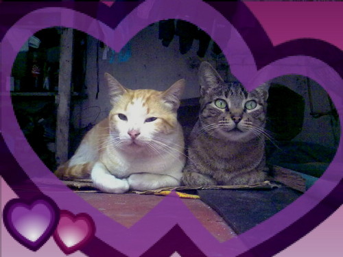 MY CATS