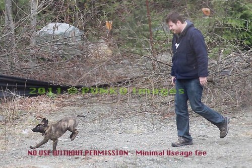  Pic of Rob's new dog menanggung, bear walking with Kristen's Assistant John!
