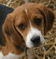  Beagle dogs - dogs photo