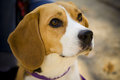  Beagle dogs - dogs photo