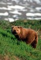 Βrown bear - animals photo