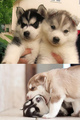 Sweet puppies - dogs photo