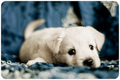 Sweet puppies - dogs photo