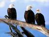 bald eagles