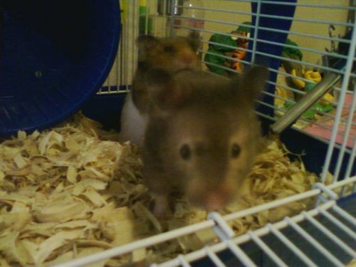 my 2 hamsters 