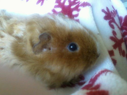 my guinea pig ANNIE