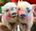  cute - pigs photo