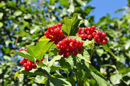  Snowball 나무, 트리 is a floral symbol of Ukraine