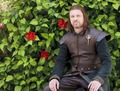 Eddard "Ned" Stark - game-of-thrones photo