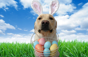 Happy Easter Everyone xx