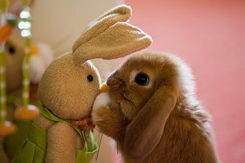 Happy Easter - Babies Pets and Animals Photo (21353865) - Fanpop