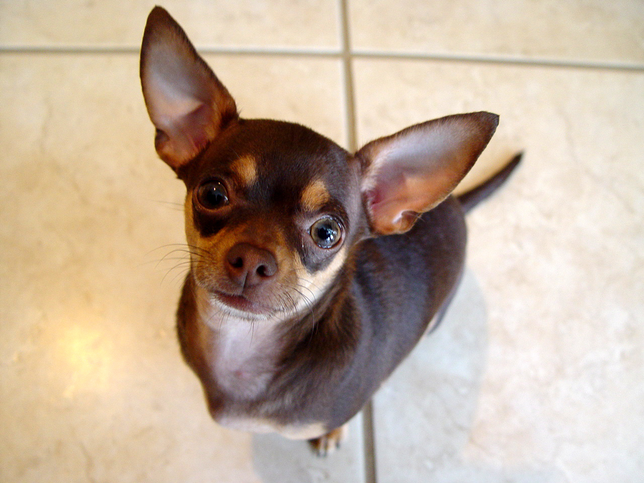 Lovely Chihuahua - Chihuahuas Photo (16093393) - Fanpop