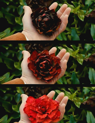  red цветок