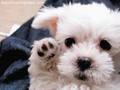 CUTE PUPPY!! - puppies photo