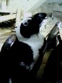 Real Penguins! - fans-of-pom photo
