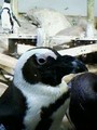 Real Penguins! - fans-of-pom photo