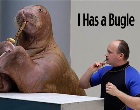  another walrus