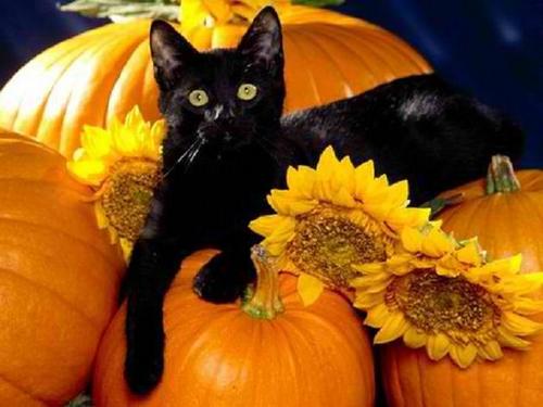  Halloween black cat,queen_gina