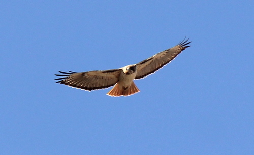 A Magnificent Red-Tailed Hawk