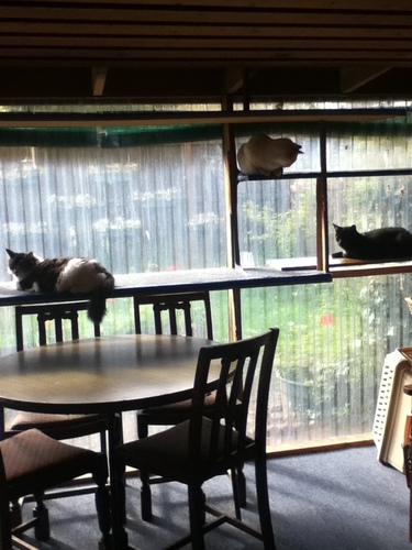  Right side of our back patio with cats