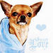 Sweet Love <33 - chihuahuas icon