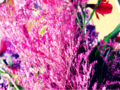 flower agian - photography photo