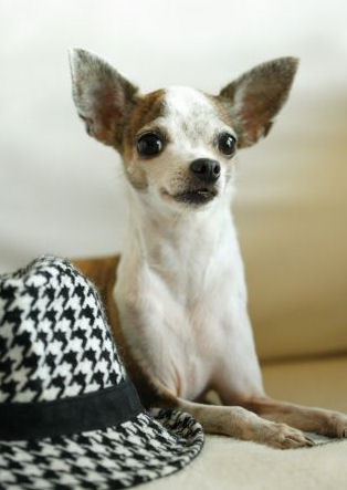  chihuahua with a hat :)