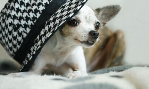 Cute Chihuahua with a Hat :)