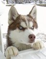 Cute siberian husky - dogs photo