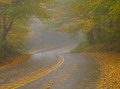 Fog - autumn photo