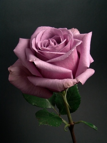  hoa hồng Forever