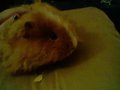 my guinea ANNIE - random photo