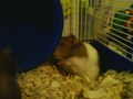 my hamster ANGLE  - random photo