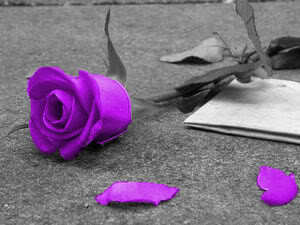  Purple バラ