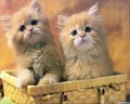 cats - ^_^ cats wallpaper