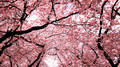 Cherry blossoms - bright-colors photo