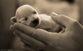 Cute Puppies :) - puppies wallpaper
