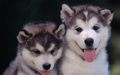 puppies - Cute Puppies :) wallpaper