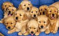puppies - Cute Puppies :) wallpaper