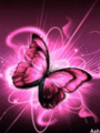 Pretty Pink Butterfly - bright-colors photo